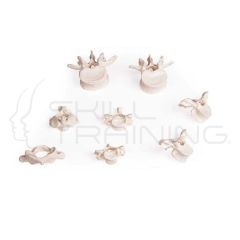 Vertebra Collection, 8 vertebrae
