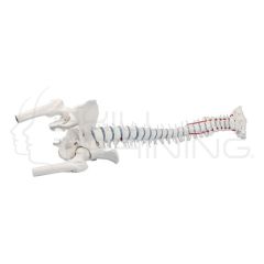 Std Spine w/ Femur Stumps, Prolapse, Pelvis