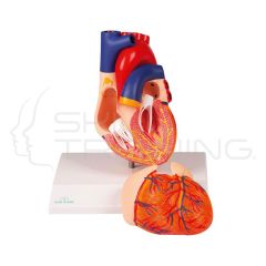 Heart Model, 2 Part with Conducting System