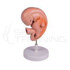 Human embryo, 4 weeks