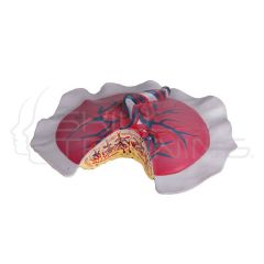 Placenta Cycle