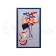 Fetal Circulation
