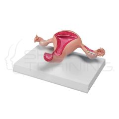 Uterus Model