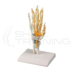 Hand with Tendons, Nerves and Carpal Tunnel