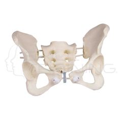 Female Pelvis, Flexible