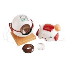 Eyeball with Functional Lens, 6-Times Full-Size, 5-Part