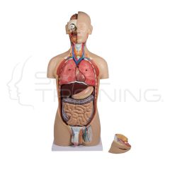 Torso with Open Back, 27 Parts, Dual Sex