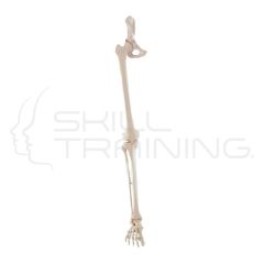 Skeleton ofLeg with Half Pelvis and Flexible Foot