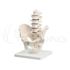 Lumbar Spine with Pelvis