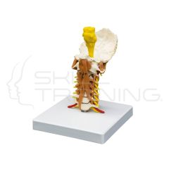 Cervical Spine with Neck Musculature