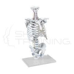 Vertebral Column with Thoracic Cage