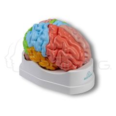 Cerebral, Functional and Regional Model (Natural Size, 5 Parts)