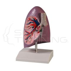 Lung Half, Life Size