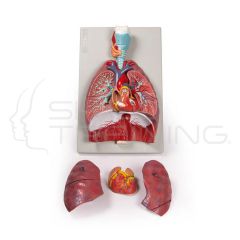 Lungs, Heart and Pharynx (7 Parts)