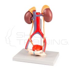 Urinary System (5 parts)
