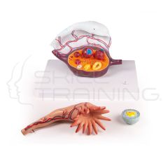 Ovary Structure