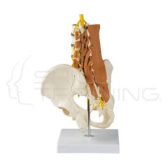 Pelvis, Lumbar, Spine and Lumbar Muscles