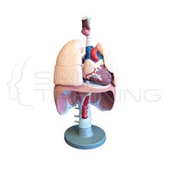 Respiratory Organs