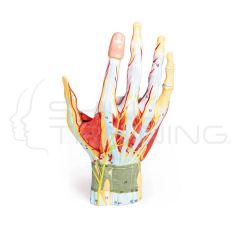 Anatomía Regional de la Mano, 7 partes