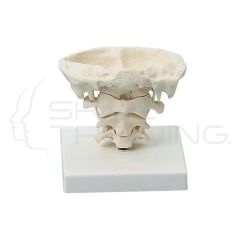 Head Joints, Natural Size with Tripod