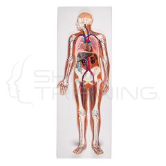 Circulatory System, Relief Model, ½ Size