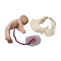 Pelvis Femenina con Muñeca Fetal, Cordón Umbilical y Placenta