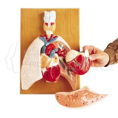 Modelo del Sistema Cardiopulmonar