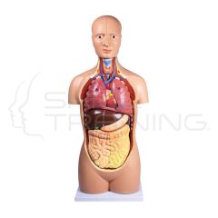 Torso Asexuado Tamaño Natural, 12 partes