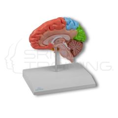 Mitad del Cerebro Regional, Tamaño Natural