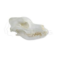 Cráneo de Perro Doméstico - Pastor Alemán (Canis Familiaris)