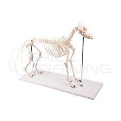 Esqueleto de Perro Olaf - Tamaño Natural