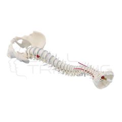 Columna Estándar con Prolapso y Pelvis