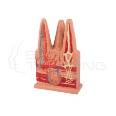 Vellosidades Intestinales, 100x Tamano Natural