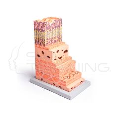 Modelo de Pared Estomacal