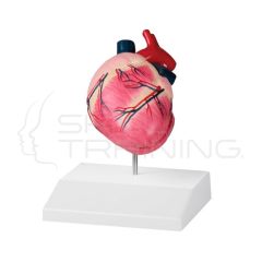 Corazón Canino Tamaño Natural