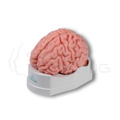 Modelo anatómico del cerebro, tamaño natural, 5 partes - EZ Augmented Anatomy
