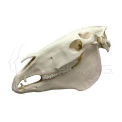 Modelo de Cráneo Equino