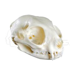 Modelo Cráneo de Gato
