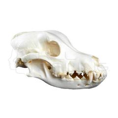 Modelo Cráneo de Perro