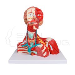 Musculos de cabeza, cuello y torax, 2 partes