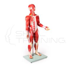Modelo Anatomico Medio Cuerpo, Figura Muscular, 30 Piezas, 85 cm