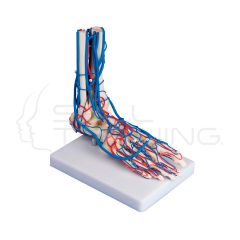 Pie Vascular