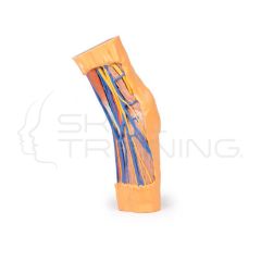 Fosa Cubital 3D