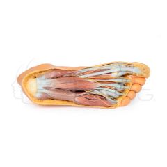 Pie - Superficie plantar y disección superficial del dorso 3D