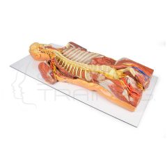 Disección profunda ventral 3D / Pared corporal posterior