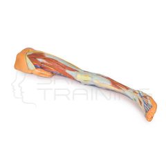 Pie impreso en 3D: seccion transversal parasagital