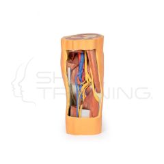 Fosa poplitea muslo distal y pierna proximal