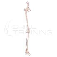 Esqueleto de la pierna con media pelvis y marcas musculares