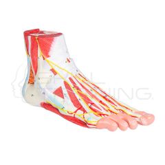 Anatomia del 9 partes