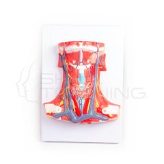 Anatomia del Cuello